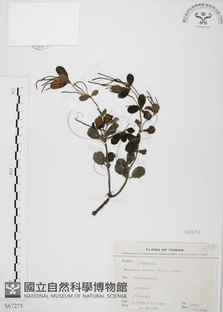 椒草藏品圖，第1張