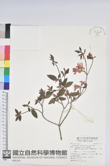 金毛杜鵑藏品圖，第1張