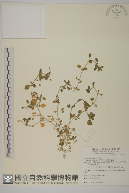 繁縷藏品圖，第1張