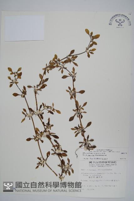 匙葉蓮子草藏品圖，第1張