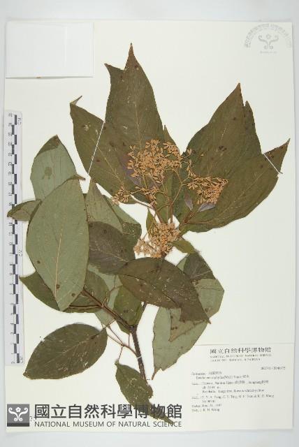 梜木藏品圖，第1張