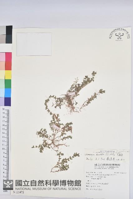 千根草藏品圖，第1張