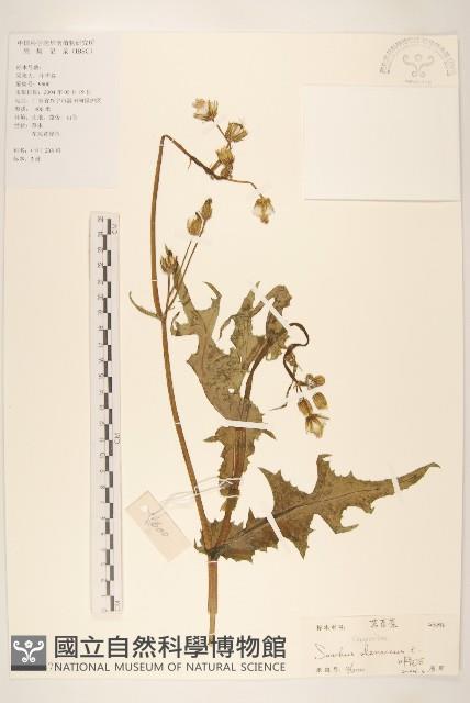 苦滇菜、苦菜藏品圖，第1張