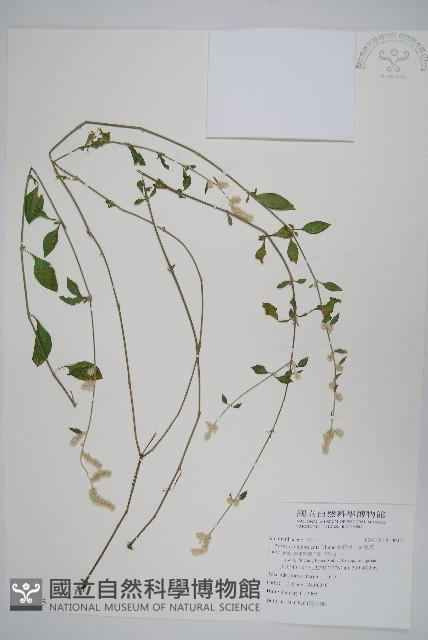 蔓雞冠、絹毛莧藏品圖，第1張