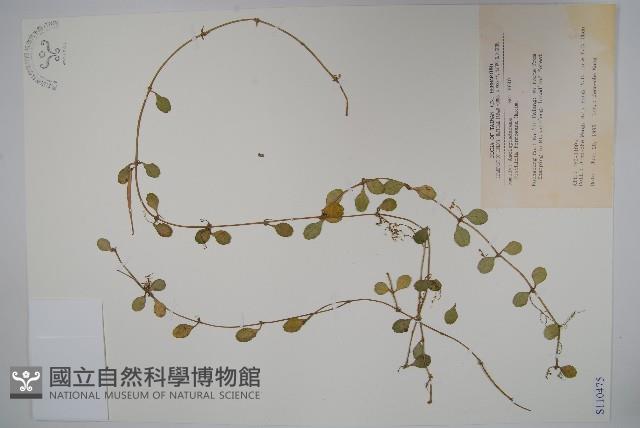 風不動藏品圖，第1張