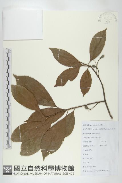 華杜英藏品圖，第1張