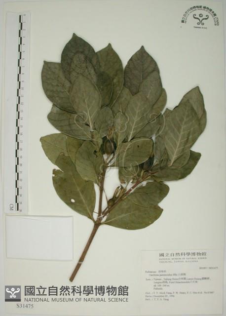 山黃梔藏品圖，第1張