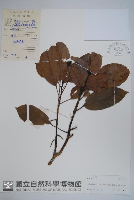 臺灣樹參藏品圖，第1張