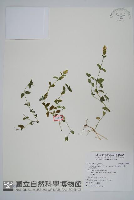 早田氏爵床藏品圖，第1張