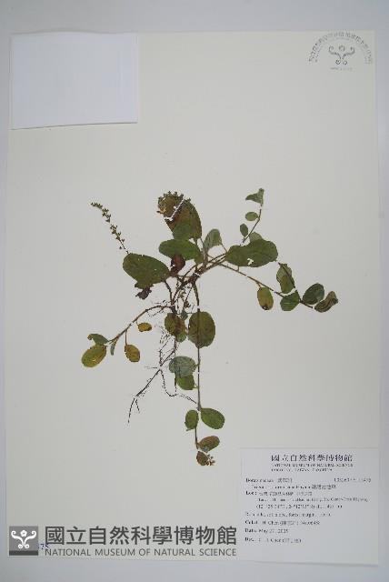 臺灣附地草藏品圖，第1張