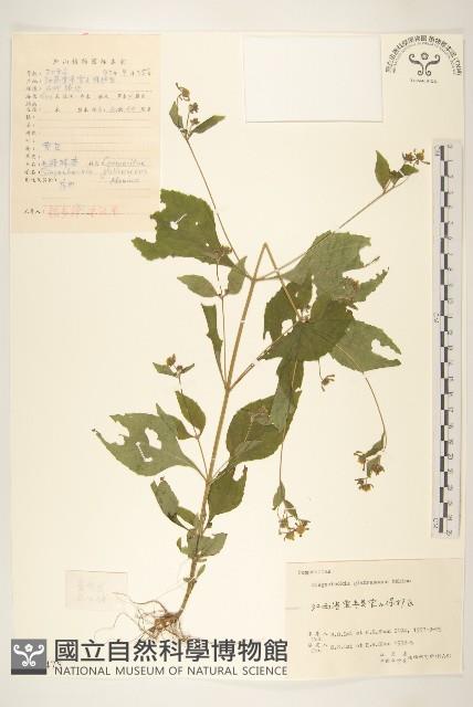 毛梗豨薟藏品圖，第1張