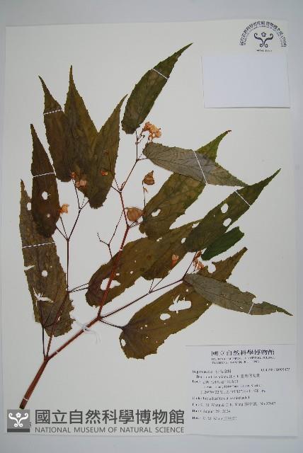 臺灣秋海棠藏品圖，第1張