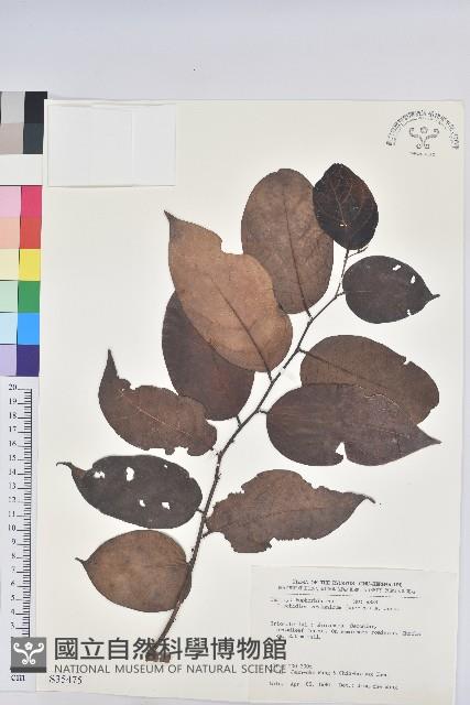 錫蘭饅頭果，香港饅頭果，大葉饅頭果，香港算盤子藏品圖，第1張