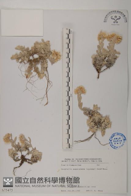 尼泊爾籟簫藏品圖，第1張