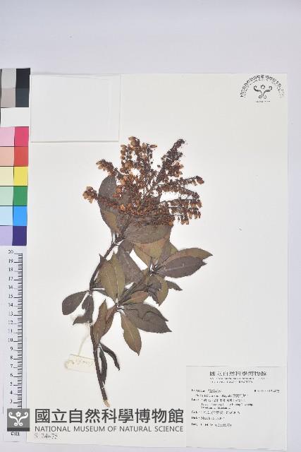 臺灣馬醉木藏品圖，第1張