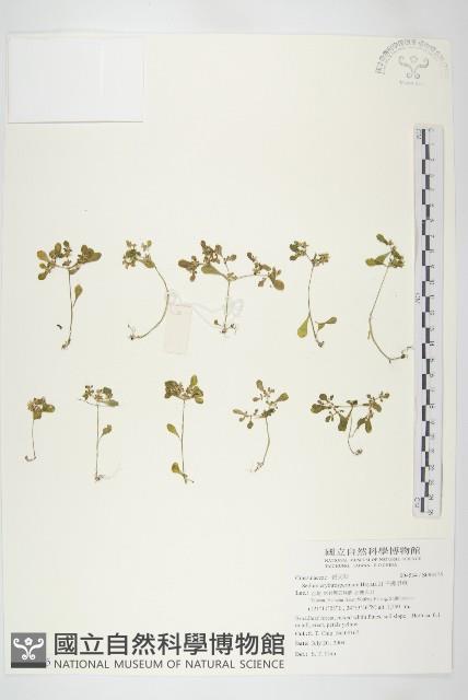 紅子佛甲草藏品圖，第1張