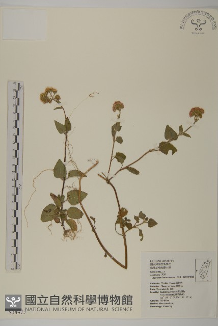 紫花霍香薊藏品圖，第1張