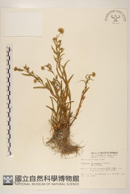 福山氏飛蓬藏品圖，第1張