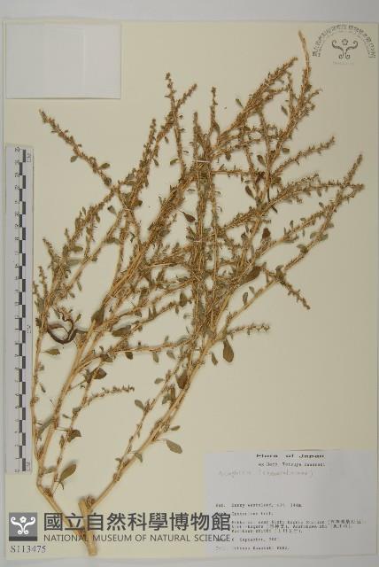 登錄號:S113475藏品圖，第1張