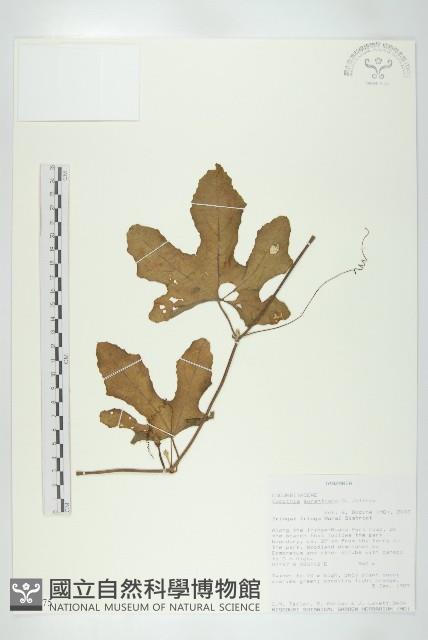 登錄號:S093475藏品圖，第1張