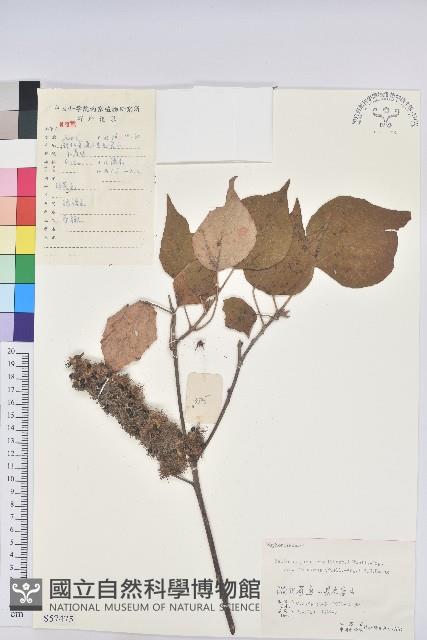 登錄號:S057475藏品圖，第1張