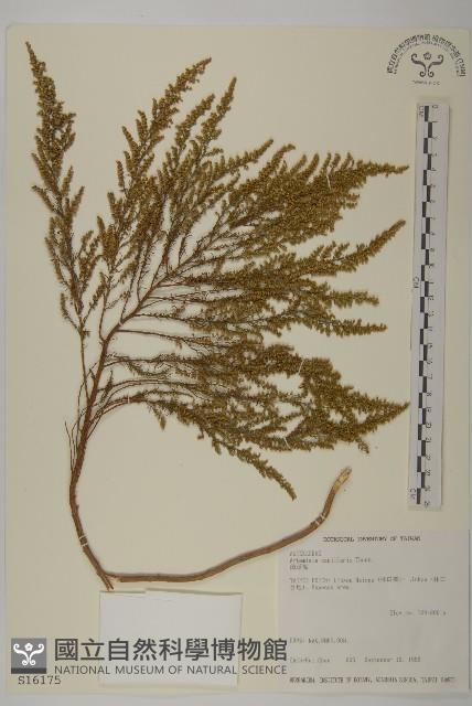 茵蔯蒿藏品圖，第1張