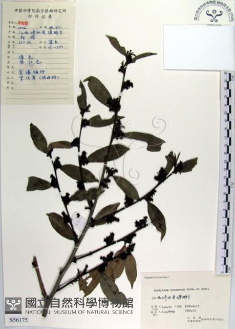 蚊母樹藏品圖，第1張