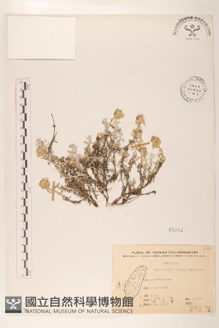 玉山薄雪草藏品圖，第1張