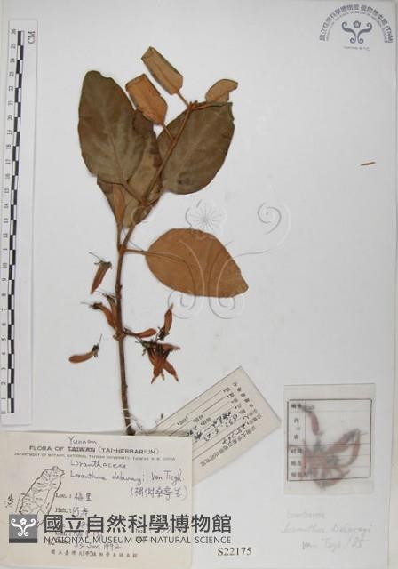 Large-leaved Loranthus Collection Image