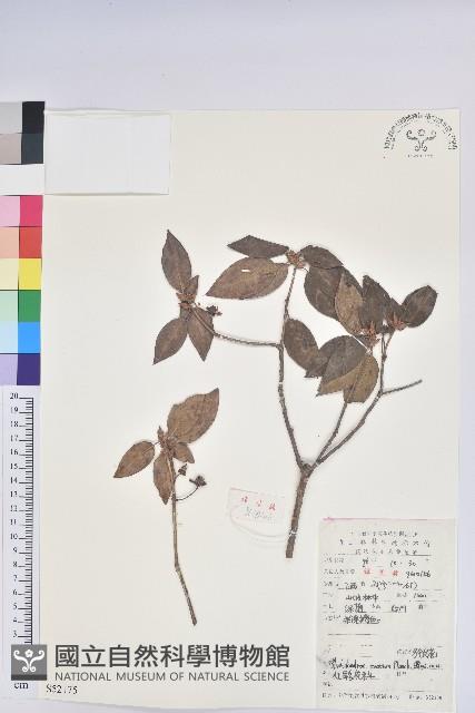 馬銀花藏品圖，第1張