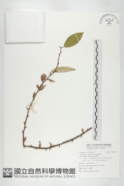 藤胡頹子藏品圖，第1張