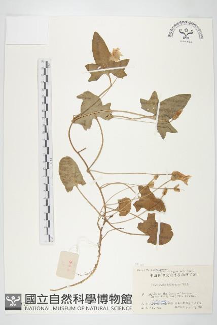 打碗花藏品圖，第1張