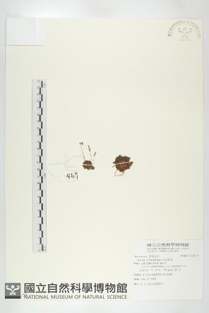 小毛氈苔藏品圖，第1張