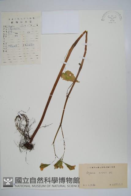 中華秋海棠藏品圖，第1張