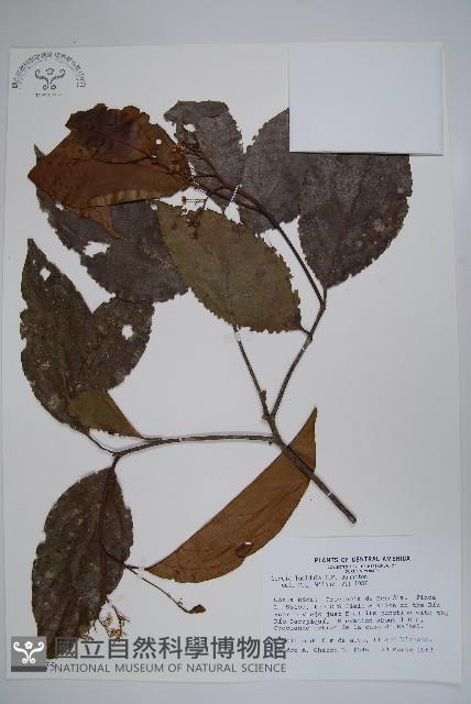 登錄號:S035175藏品圖，第1張