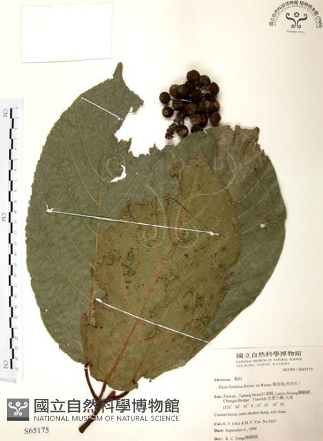 豬母乳、水同木藏品圖，第1張