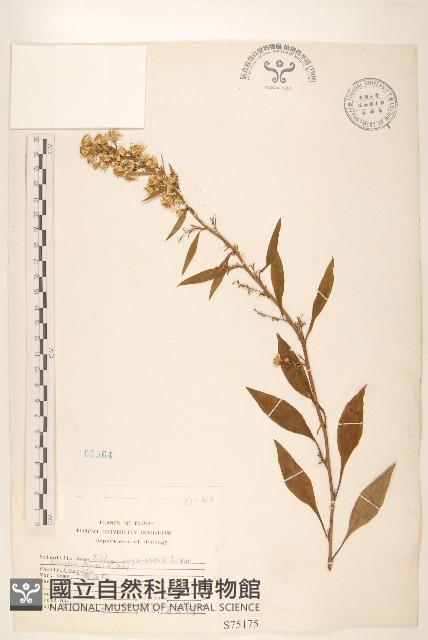 一枝黃花藏品圖，第1張