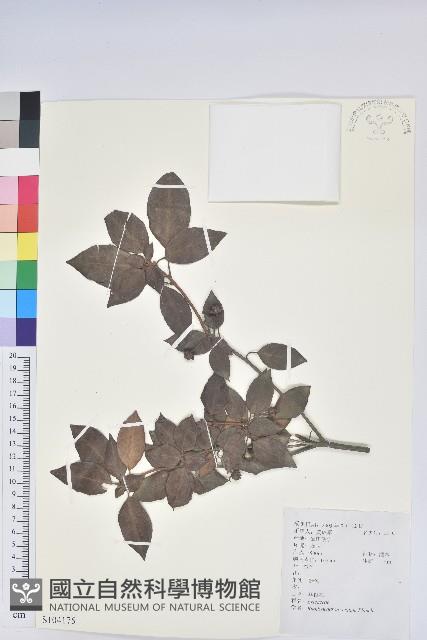 馬銀花藏品圖，第1張