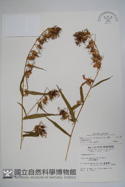 大本山梗菜藏品圖，第1張