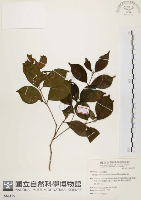 臺灣赤楠藏品圖，第1張