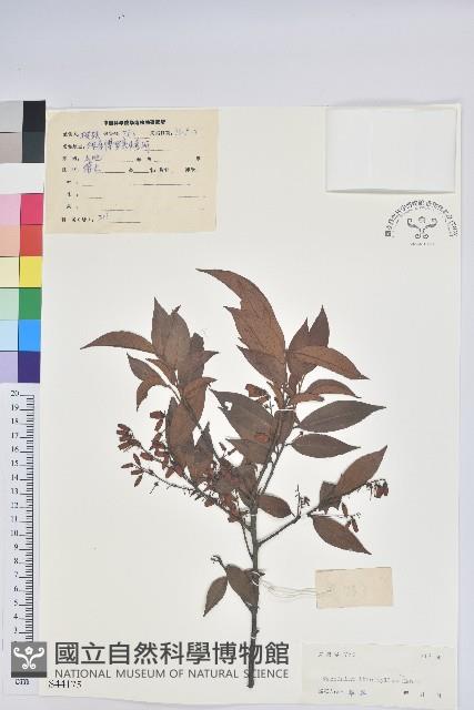 黃背越橘藏品圖，第1張