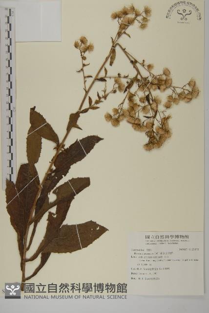 薄葉艾納香藏品圖，第1張