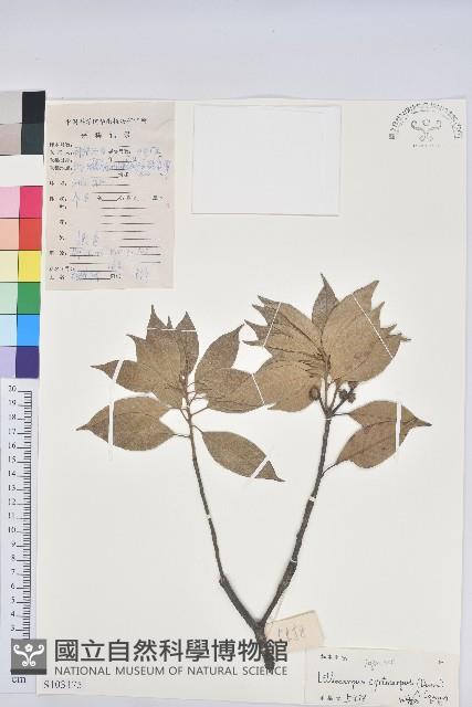 煙斗柯藏品圖，第1張