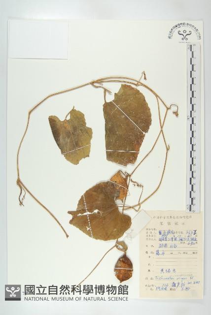 全緣括樓藏品圖，第1張