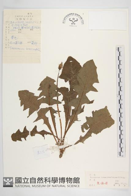 芥葉蒲公英藏品圖，第1張