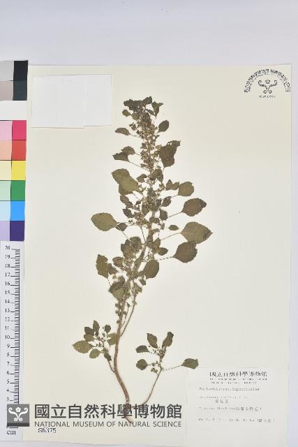 鐵莧菜藏品圖，第1張