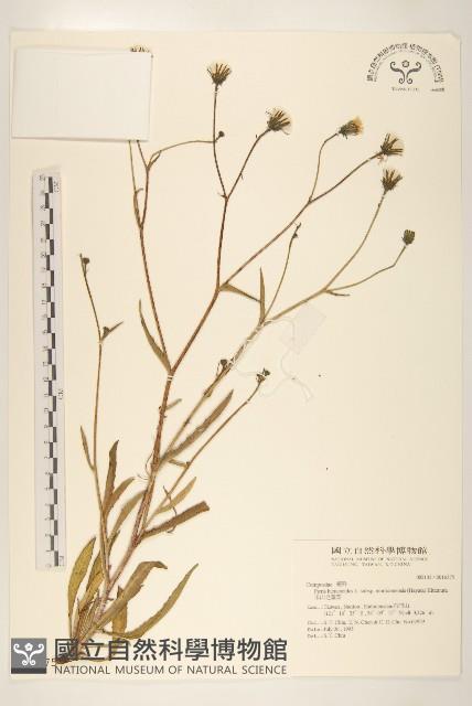 玉山毛蓮菜藏品圖，第1張