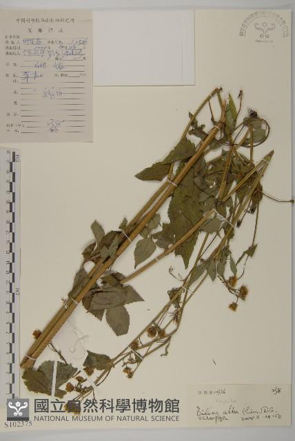 大花咸豐草藏品圖，第1張