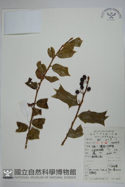 枸骨藏品圖，第1張
