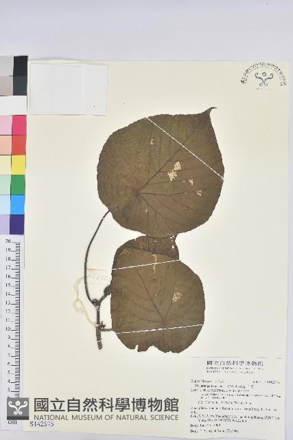 血桐藏品圖，第1張